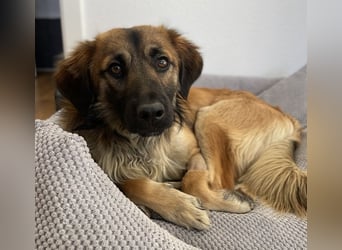 Strolch, geb. ca. 04/2024, lebt auf einer Pflegestelle in 71272 Renningen