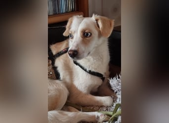 Shani, geb. ca. 01/2024, lebt auf einer Pflegestelle in 53947 Nettersheim