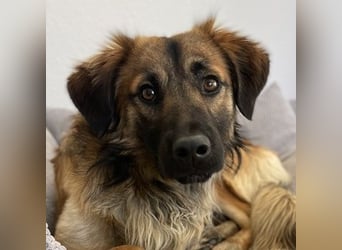 Strolch, geb. ca. 04/2024, lebt auf einer Pflegestelle in 71272 Renningen