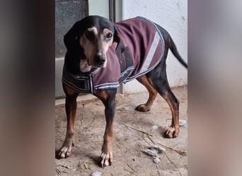 Magura, geb. ca. 01/2018, lebt in GRIECHENLAND, auf einer privaten Pflegestelle