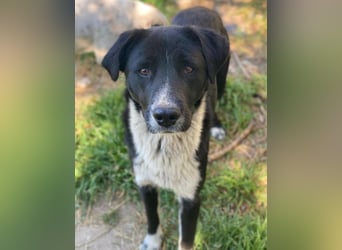 Sora, geb. ca 03/2025, lebt in GRIECHENLAND, auf einer privaten Pflegestelle