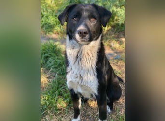 Sora, geb. ca 03/2025, lebt in GRIECHENLAND, auf einer privaten Pflegestelle