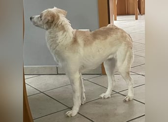 Shani, geb. ca. 01/2024, lebt auf einer Pflegestelle in 53947 Nettersheim