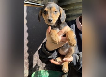 Loxana, geb. 12/2025, lebt in GRIECHENLAND, auf einer privaten Pflegestelle