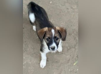 Bambi, geb. ca. 04/2026, lebt in GRIECHENLAND, auf einer privaten Pflegestelle