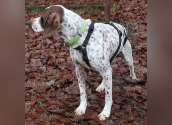 Acira, geb. ca. 04/2023, lebt auf einer Pflegestelle in 67735 Mehlbach