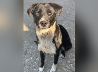 Sora, geb. ca 03/2025, lebt in GRIECHENLAND, auf einer privaten Pflegestelle