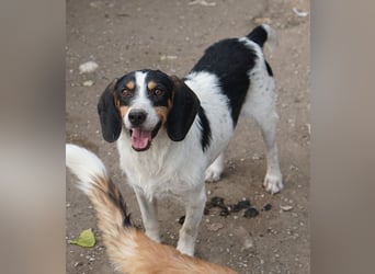 Urmel, geb. ca. 08/2024, lebt auf einer Pflegestelle in 37075 Göttingen