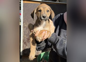 Lurelia, geb. 12/2025, lebt in GRIECHENLAND, auf einer privaten Pflegestelle