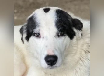 Joletta, geb. ca. 04/2025, lebt in GRIECHENLAND, auf einer privaten Pflegestelle