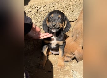 Loxie, geb. 12/2025, lebt in GRIECHENLAND, auf einer privaten Pflegestelle