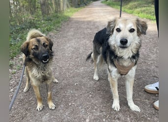 Strolch, geb. ca. 04/2024, lebt auf einer Pflegestelle in 71272 Renningen