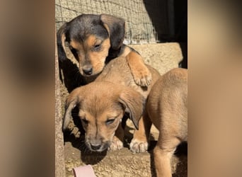 Lurelia, geb. 12/2025, lebt in GRIECHENLAND, auf einer privaten Pflegestelle