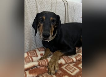 Neria, geb. ca. 11/2020, lebt auf einer Pflegestelle in 95168 Marktleuthen