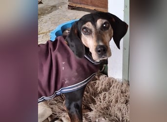 Magura, geb. ca. 01/2018, lebt in GRIECHENLAND, auf einer privaten Pflegestelle