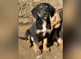 Loxie, geb. 12/2025, lebt in GRIECHENLAND, auf einer privaten Pflegestelle