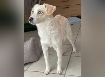 Shani, geb. ca. 01/2024, lebt auf einer Pflegestelle in 53947 Nettersheim