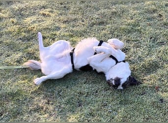 Blesso, geb. ca. 01/2025, lebt auf einer Pflegestelle in 48565 Steinfurt