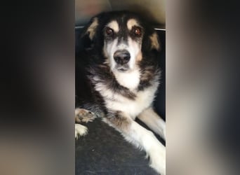 Toula, geb. ca. 04/2015, lebt in GRIECHENLAND, auf einer privaten Pflegestelle