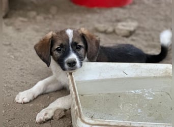 Bambi, geb. ca. 04/2026, lebt in GRIECHENLAND, auf einer privaten Pflegestelle