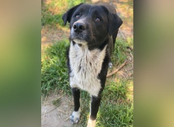 Sora, geb. ca 03/2025, lebt in GRIECHENLAND, auf einer privaten Pflegestelle