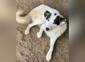 Joletta, geb. ca. 04/2025, lebt in GRIECHENLAND, auf einer privaten Pflegestelle