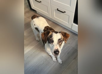 Blesso, geb. ca. 01/2025, lebt auf einer Pflegestelle in 48565 Steinfurt