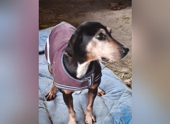 Magura, geb. ca. 01/2018, lebt in GRIECHENLAND, auf einer privaten Pflegestelle