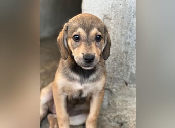 Lotte, geb. ca. 05/2026, lebt in GRIECHENLAND, im städt. Tierheim Serres