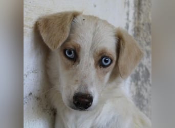 Shani, geb. ca. 01/2024, lebt auf einer Pflegestelle in 53947 Nettersheim