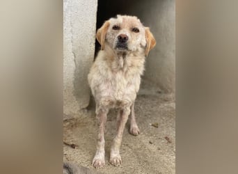 Lumina, geb. ca. 08/2025, lebt in GRIECHENLAND, im städt. Tierheim Serres