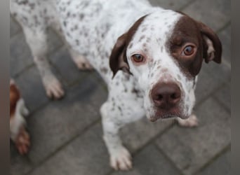 Acira, geb. ca. 04/2023, lebt auf einer Pflegestelle in 67735 Mehlbach