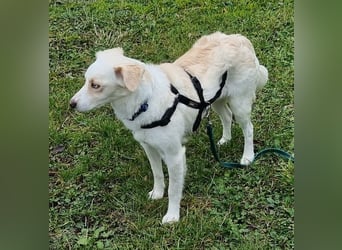 Shani, geb. ca. 01/2024, lebt auf einer Pflegestelle in 53947 Nettersheim