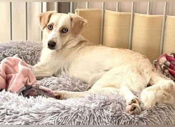 Shani, geb. ca. 01/2024, lebt auf einer Pflegestelle in 53947 Nettersheim