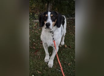 Urmel, geb. ca. 08/2024, lebt auf einer Pflegestelle in 37075 Göttingen