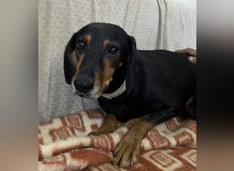 Neria, geb. ca. 11/2020, lebt auf einer Pflegestelle in 95168 Marktleuthen