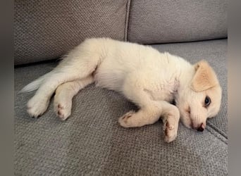 Zaria, geb. ca. 06/2026, lebt in GRIECHENLAND, im städt. Tierheim Serres