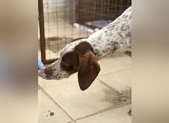 Acira, geb. ca. 04/2023, lebt auf einer Pflegestelle in 67735 Mehlbach