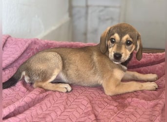 Lotte, geb. ca. 05/2026, lebt in GRIECHENLAND, im städt. Tierheim Serres