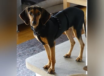 Solen, geb. ca. 04/2025, lebt bei einem Ehepaar in 79733 Görwihl