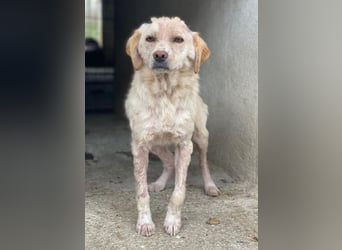 Lumina, geb. ca. 08/2025, lebt in GRIECHENLAND, im städt. Tierheim Serres