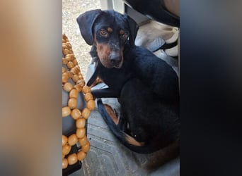 Sigma, geb. ca. 04/2024, lebt auf einer Pflegestelle in 50997 Köln