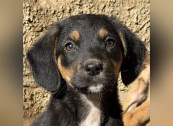 Loxie, geb. 12/2025, lebt in GRIECHENLAND, auf einer privaten Pflegestelle