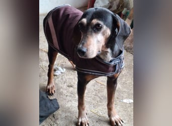 Magura, geb. ca. 01/2018, lebt in GRIECHENLAND, auf einer privaten Pflegestelle