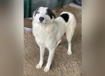 Joletta, geb. ca. 04/2025, lebt in GRIECHENLAND, auf einer privaten Pflegestelle