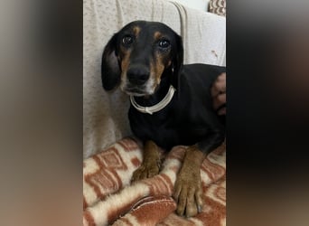 Neria, geb. ca. 11/2020, lebt auf einer Pflegestelle in 95168 Marktleuthen