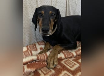 Neria, geb. ca. 11/2020, lebt auf einer Pflegestelle in 95168 Marktleuthen