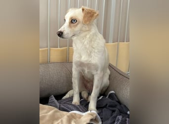 Shani, geb. ca. 01/2024, lebt auf einer Pflegestelle in 53947 Nettersheim