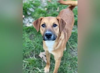 Hunter, geb. ca. 02/2025, lebt in GRIECHENLAND, auf einer privaten Pflegestelle, 60528 Frankfurt