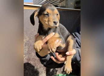 Loxana, geb. 12/2025, lebt in GRIECHENLAND, auf einer privaten Pflegestelle